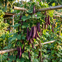 Purple Winged Bean Seeds for Planting
