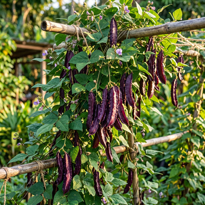 Purple Winged Bean Seeds for Planting