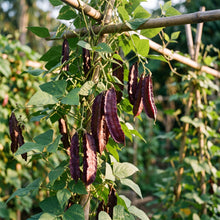 Purple Winged Bean Seeds for Planting