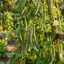 Rattlesnake Snap Bean Vegetable Seeds