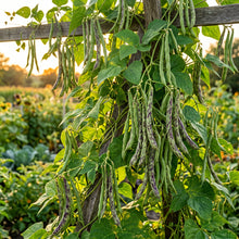 Rattlesnake Snap Bean Vegetable Seeds