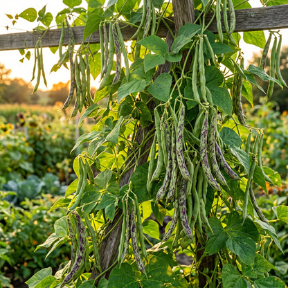 Rattlesnake Snap Bean Vegetable Seeds