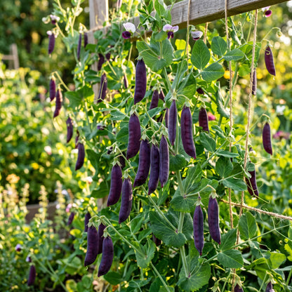 Purple Magnolia Sugar Snap Pea Seeds for Garden Planting