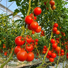 Shirley Tomato Seeds – Tomato Seeds for Home Garden