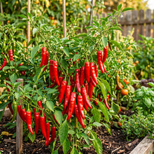Chilli Somborius Seeds – Chilli Seeds for Home Garden