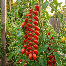Sungrape Tomato Seeds for Planting