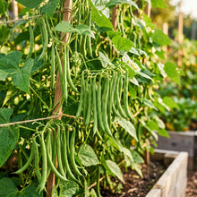 Graines de Haricots Verts Sunshine Seeds for Planting