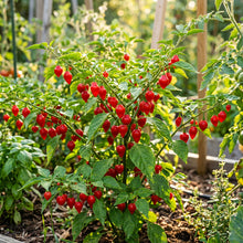 Sweety Drops Pepper Seeds – Pepper Seeds for Home Garden