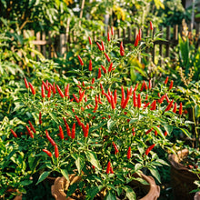 Thai Birds Eye Chili Pepper Seeds for Planting