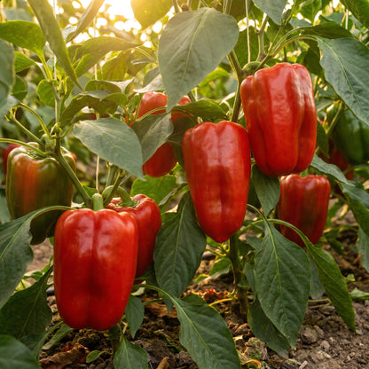 Sweet Pepper Thor Vegetable Seeds for Planting