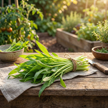 Sweetcorn Shoots Vegetable Seeds for Planting