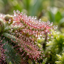 Blue Sundew Seeds (Drosera capensis) – Carnivorous Sundew Plant Seeds