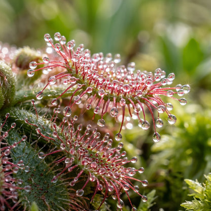 Blue Sundew Seeds (Drosera capensis) – Carnivorous Sundew Plant Seeds