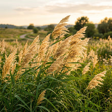 Reed Grass Seeds Lawn Plant for Garden Growing