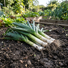 Leek Seeds Vegetable Plant for Garden Growing