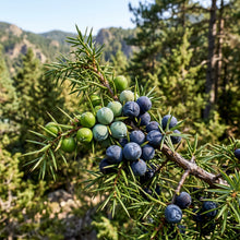 Juniper Seeds Tree Plant for Garden Growing