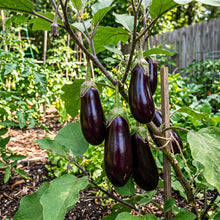 Eggplant Seeds Vegetable Plant for Garden Growing