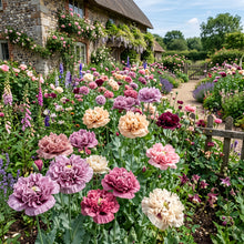 Antique Shades Mix Poppy Paeoniflorin Seeds - Poppy Flower Seeds