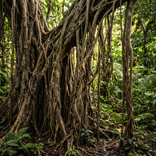 Rubber Banyan Seeds (Ficus benghalensis) – Banyan Tree Seeds