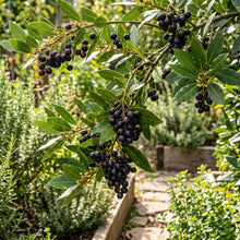 Bay Laurel Seeds (Laurus nobilis) – Bay Laurel Herb Plant Seeds