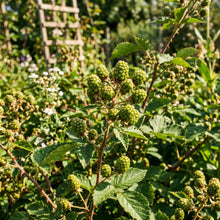 Blackberry Seeds – Thornless Fruit Plant