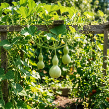 Bottle Gourd Seeds for Garden Growing