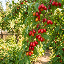 Cornelian Cherry Dogwood Seeds (Cornus mas) – Dogwood Tree Seeds