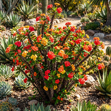 Crown of Thorns Plant (Euphorbia milii) – Variegated Euphorbia Plant