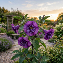 Double Purple Datura Seeds – Purple Devil’s Trumpet Flower Seeds