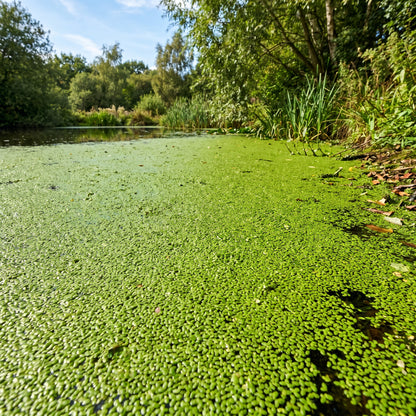Live Duckweed Plants – Lemna Minor Aquatic Plant