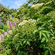 Elderberry Fruit Seeds for Outdoor Planting - Hardy Berry Shrub Seeds for Home Gardens, Borders & Landscape Growing