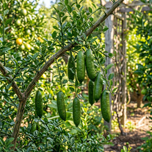 Finger Lime Fruit Seeds – Citrus Finger Lime Seeds for Garden Planting