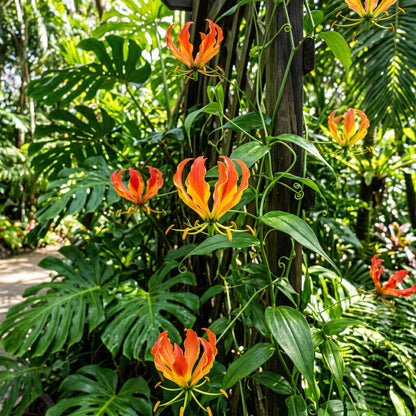 Flame Lily Seeds (Gloriosa superba) – Gloriosa Lily Flower Seeds
