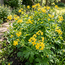 Greater Celandine Herb Seeds for Planting