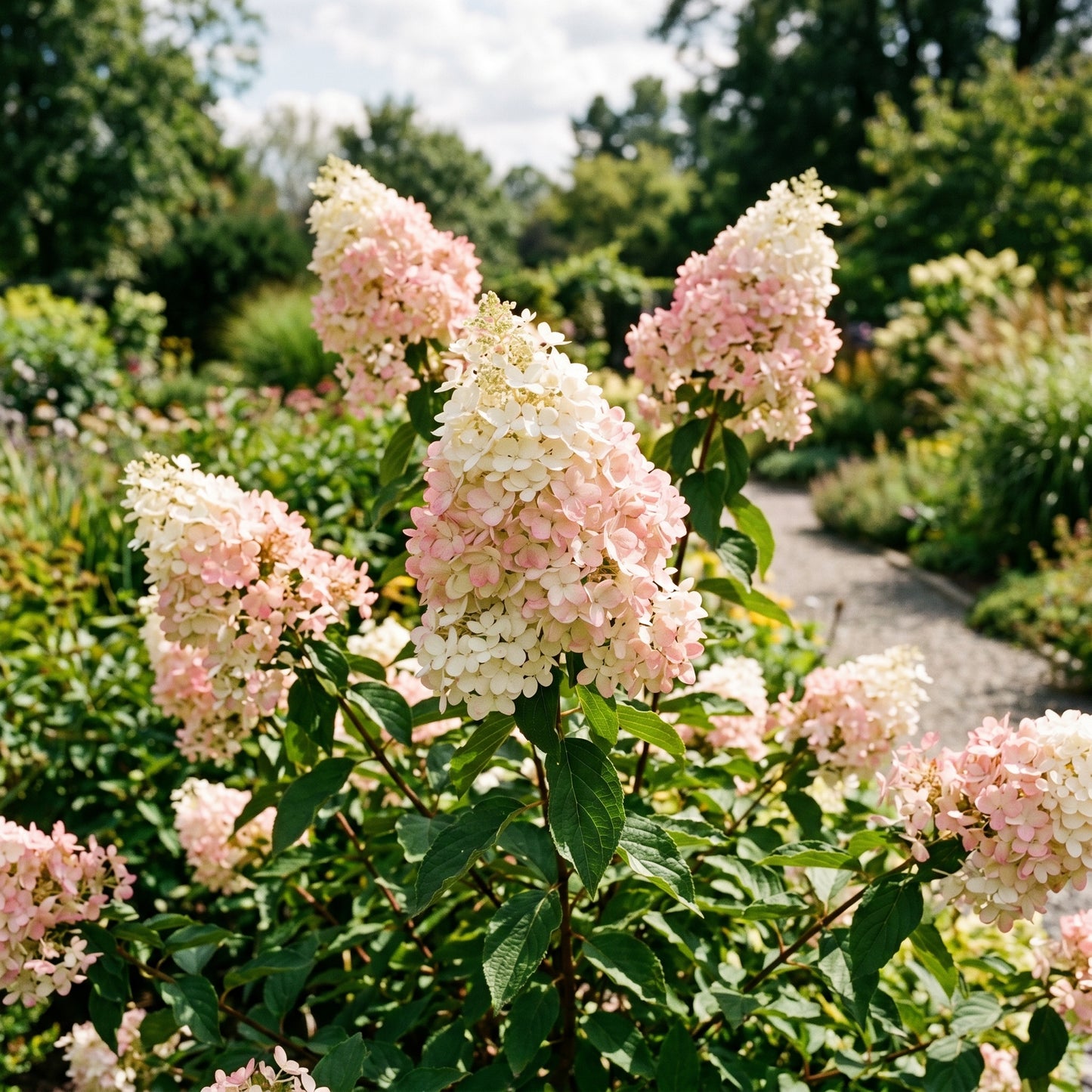 Hydrangea Paniculata Shrub Seeds for Garden Borders - White & Pink Flowering Shrubs for Outdoor Landscaping