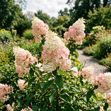 Hydrangea Paniculata Shrub Seeds for Garden Borders - White & Pink Flowering Shrubs for Outdoor Landscaping