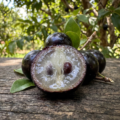 Jabuticaba Fruit Tree Seeds