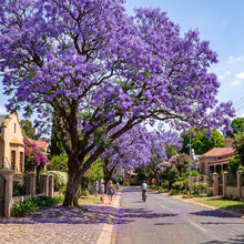 Jacaranda Tree Seeds – Blue Flowering Tree Plant