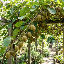 Kiwi Fruit Seeds – Chinese Gooseberry Vine Plant