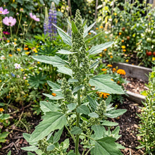 Lambs Quarter Wild Herb Seeds