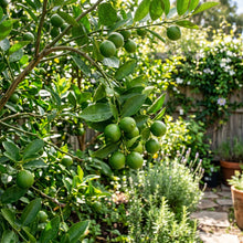Lime Seeds – Citrus Lime Fruit Plant Seeds