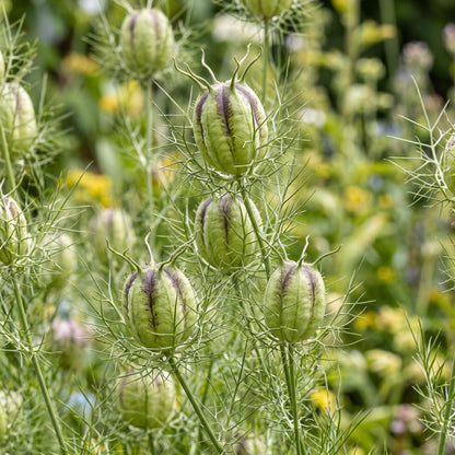 Love in a Mist Seeds (Nigella damascena) – Mixed Nigella Flower Seeds
