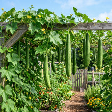 Luffa Gourd Seeds for Trellis Gardens