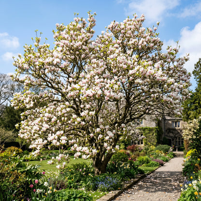 Magnolia Flower Seeds – Ornamental Tree Plant