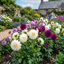 Mixed White and Purple Dahlia Flower Seeds - Garden Bloom Variety