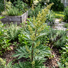 Mugwort Herb Seeds for Gardens