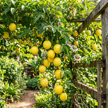 Passion Fruit Seeds – Yellow Passion Fruit Plant Seeds