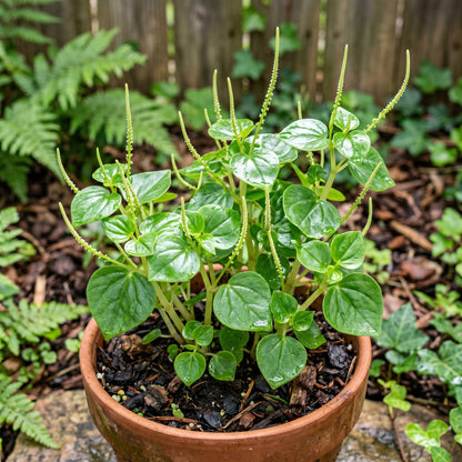 Peperomia Pellucida Herb Seeds