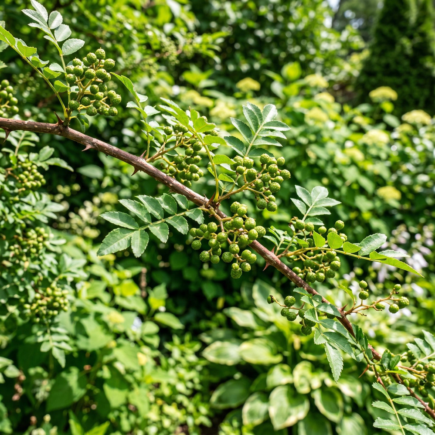 Prickly Ash Tree Seeds for Outdoor Planting - Hardy Deciduous Tree Seeds for Landscape & Garden Growing