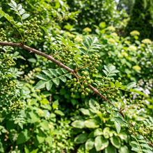 Prickly Ash Tree Seeds for Outdoor Planting - Hardy Deciduous Tree Seeds for Landscape & Garden Growing